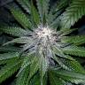 семена конопли для курения OG LA Affie feminised DNA Genetics