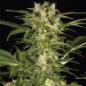 семена конопли курьером Auto Lemon Juice Express feminised Humboldt Seeds