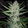 семена культурной конопли купить Auto Lemon Juice Express feminised Humboldt Seeds