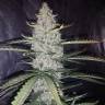 Auto Ultimate feminised Dutch Passion Seeds