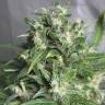 Auto AK 47 feminised Breeders Community Seeds Auto AK 47 feminised Breeders Community Seeds
