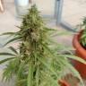 семена конопли автоцвет Auto Lennon regular