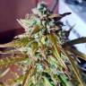 семена конопли для курения Auto Lost Coast Skunk feminised Humboldt Seeds