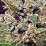 семена конопли скороспелый купить Auto Wappa feminised Paradise Seeds