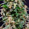 Auto Watermelon Zkittlez feminised Ganja Seeds