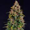 Auto Watermelon Zkittlez feminised Ganja Seeds
