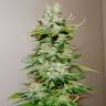семена конопли гидропоники Big Bang feminised Green House Seeds