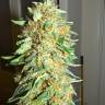 семена конопли дешево Big Bang feminised Green House Seeds