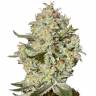 семена индийской конопли Big Bang feminised Green House Seeds