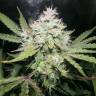 семена конопли марихуаны Auto OG Kush feminised Humboldt Seeds