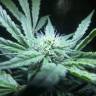 семена конопли дешево Auto OG Kush feminised Humboldt Seeds
