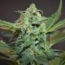 заказ семян конопли Auto Whiteberry feminised Paradise Seeds