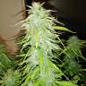 семена конопли f1 в оригинальной упаковке Auto Jack 47 XL feminised Sweet Seeds
