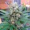 Семена марихуаны Auto Blue Mazar feminised Ganja Seeds