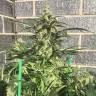 семена сортовой конопли King's Kush feminised Green House Seeds