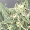 семена конопли феминизированные King's Kush feminised Green House Seeds