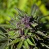 Auto Blueberry feminised Breeders Community Seeds