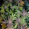 семена конопли недорого Bubble Kush feminised Royal Queen