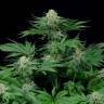 семена конопли недорого Bubba Kush feminised Green House Seeds