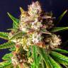 купить семена конопли Bubba Kush feminised Green House Seeds