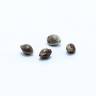 семена конопли Спб Malakoff feminised Medical Seeds