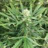 семена конопли автоцвет Auto Pandora feminised Paradise Seeds