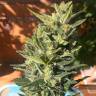 Семена конопли Auto Colorado Cookies feminised Ganja Seeds