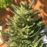 Семена каннабиса Auto Colorado Cookies feminised Ganja Seeds