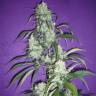 семена конопли в Москве Black Widow regular Ganja Seeds