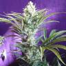регулярные семена конопли Black Widow regular Ganja Seeds