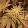 урожайные семена конопли Amherst Sour Diesel feminised Humboldt Seeds