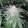 семена конопли недорого Amherst Sour Diesel feminised Humboldt Seeds