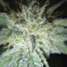 купить семена конопли Amherst Sour Diesel feminised Humboldt Seeds