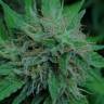 семена конопли интернет магазин Candy Kush Express (Fast Flowering) feminised Royal Queen