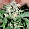 Семена конопли Auto Euphoria feminised Ganja Seeds