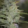 Auto Compassion Lime CBD feminised Dutch Passion Seeds
