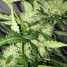 Auto Mazar feminised Breeders Community Seeds