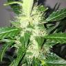 Auto Mazar feminised Breeders Community Seeds