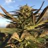 заказ семян конопли Red Dragon feminised Barneys Farm