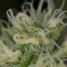 где заказать семена конопли Blue Dream feminised Humboldt Seeds