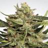 семена культурной конопли купить Auto Collection Pack #1 feminised Paradise Seeds