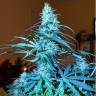 заказать на сайте семена конопли Auto Anesthesia feminised Pyramid Seeds