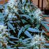 где можно заказать семена конопли Auto Anesthesia feminised Pyramid Seeds
