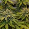 качественные семена конопли Chocolate Haze feminised Royal Queen