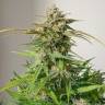 Auto White Dwarf CBD feminised Ganja Seeds