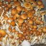 купить недорого споры псилоцибиновых грибов Golden Teacher
