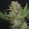 где можно заказать семена конопли Super Bud feminised Green House Seeds