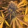 семена конопли наложенным платежом Blueberry Headband feminised Humboldt Seeds