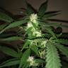 семена индийской конопли Alpujarrena feminised Pyramid Seeds