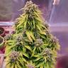 Купить семена Auto Doctor's Choice feminised Ganja Seeds